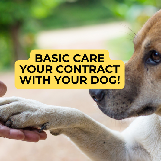 How to Achieve Optimum Nutrition for Your Dog 🐕