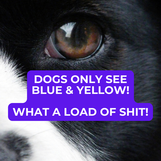 🐾 Dog Food Knowledge: No. 16, Do Dogs Really Only See Blue and Yellow?