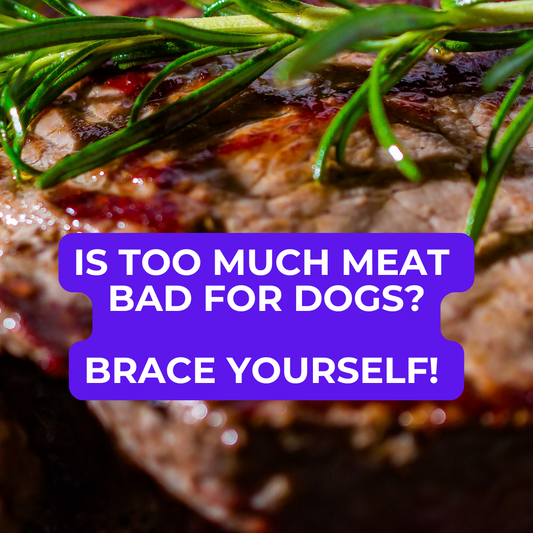 Is Too Much Meat Bad for Dogs? 🥩