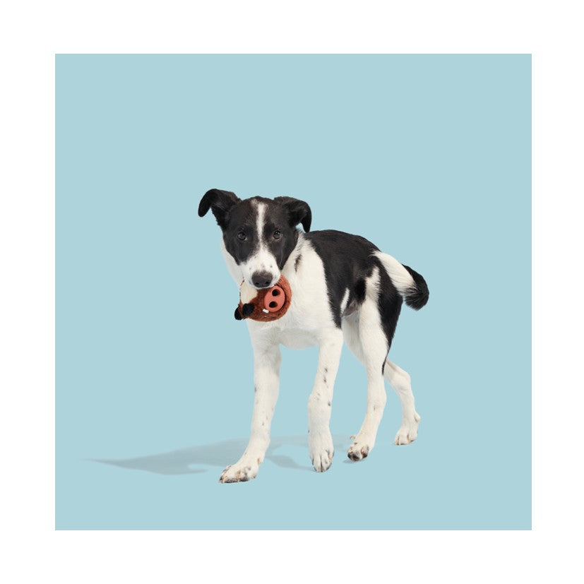 BARK Go Mango, Hambone, Pupkin Spice Yappucino & Wild Boris - Super Chewer - Treat Dispensers