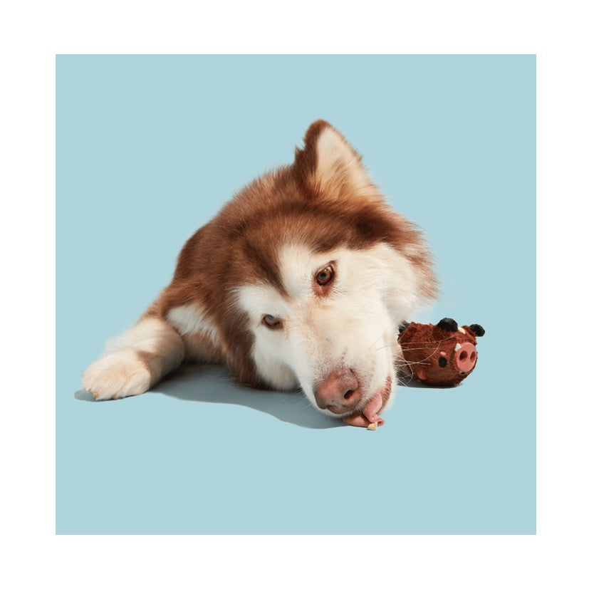 BARK Go Mango, Hambone, Pupkin Spice Yappucino & Wild Boris - Super Chewer - Treat Dispensers