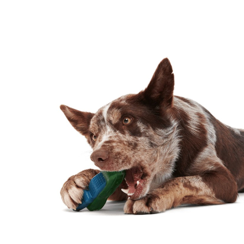BARK Crocness Monster, Munchie The Bear, I-Squeak Cone & Trippy Toadstool - Super Chewer Dog Toys