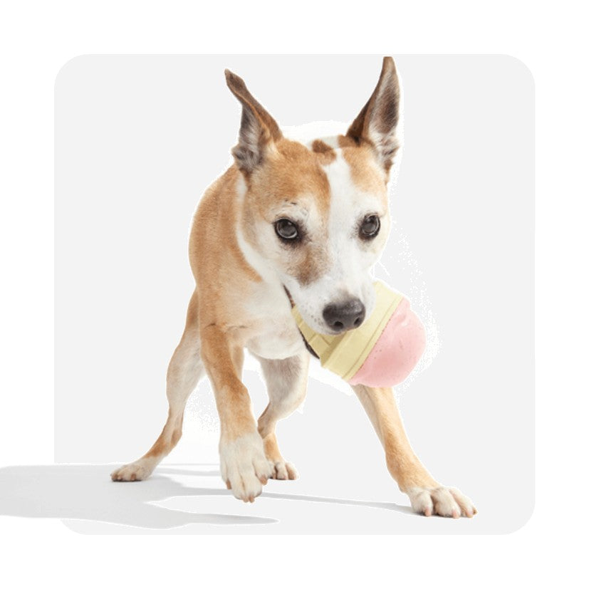 BARK Brrrtha The Dragon, Crocness Monster, Munchie The Bear & I-Squeak Cone - Super Chewer Dog Toys