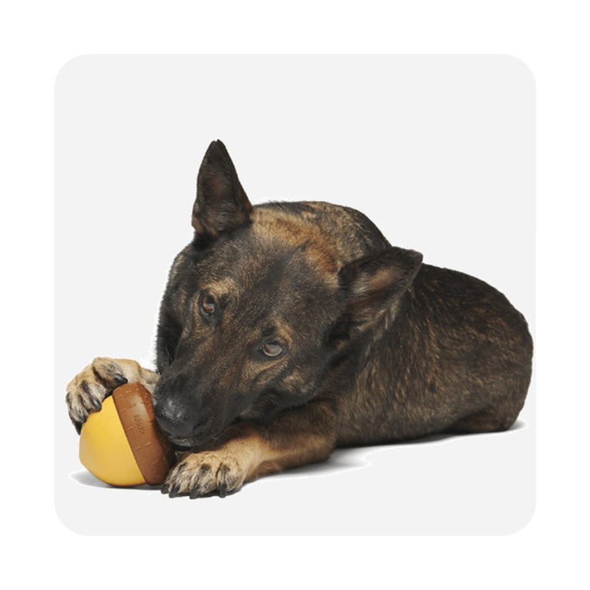 BARK Acornucopia - Super Chewer - Treat Dispenser