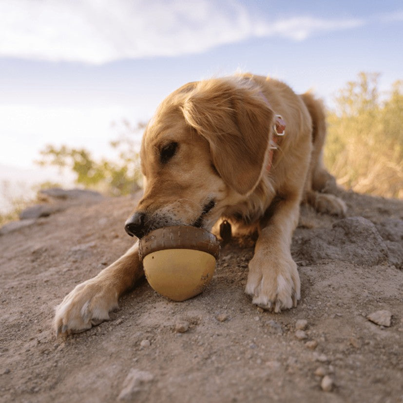 BARK Acornucopia - Super Chewer - Treat Dispenser