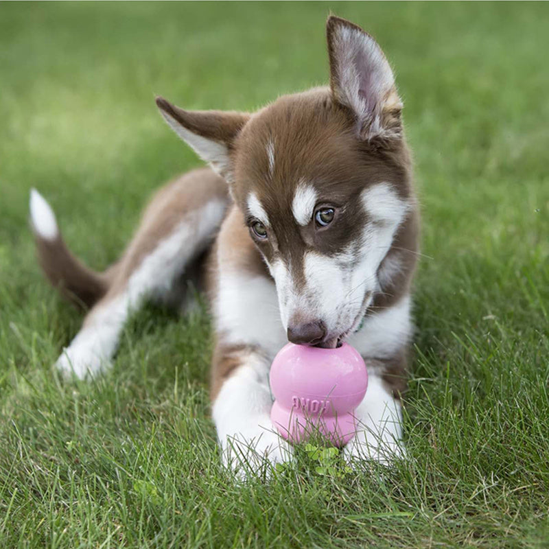 KONG Easy Treat - 4 Flavours