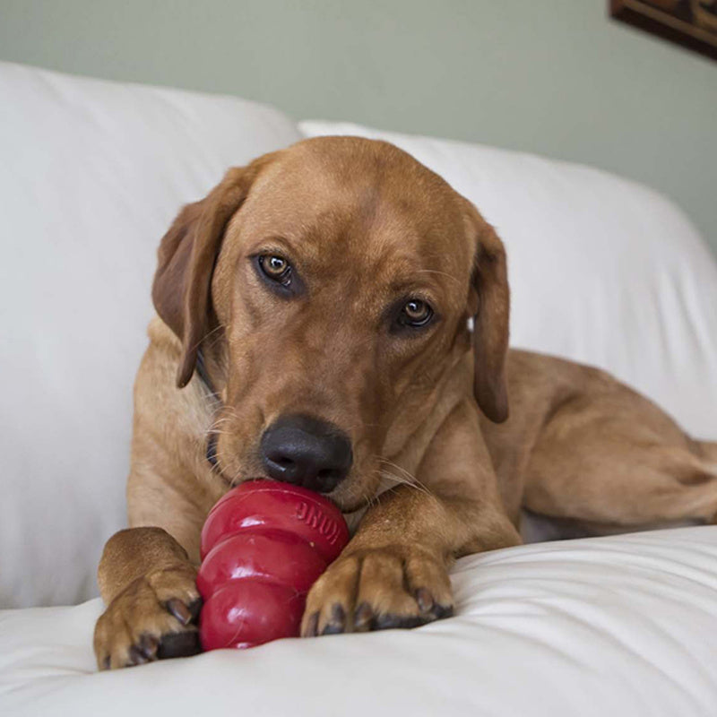 KONG Easy Treat - 4 Flavours