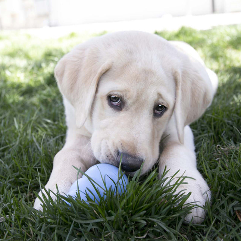 KONG Puppy - 4 Sizes, 2 Colours