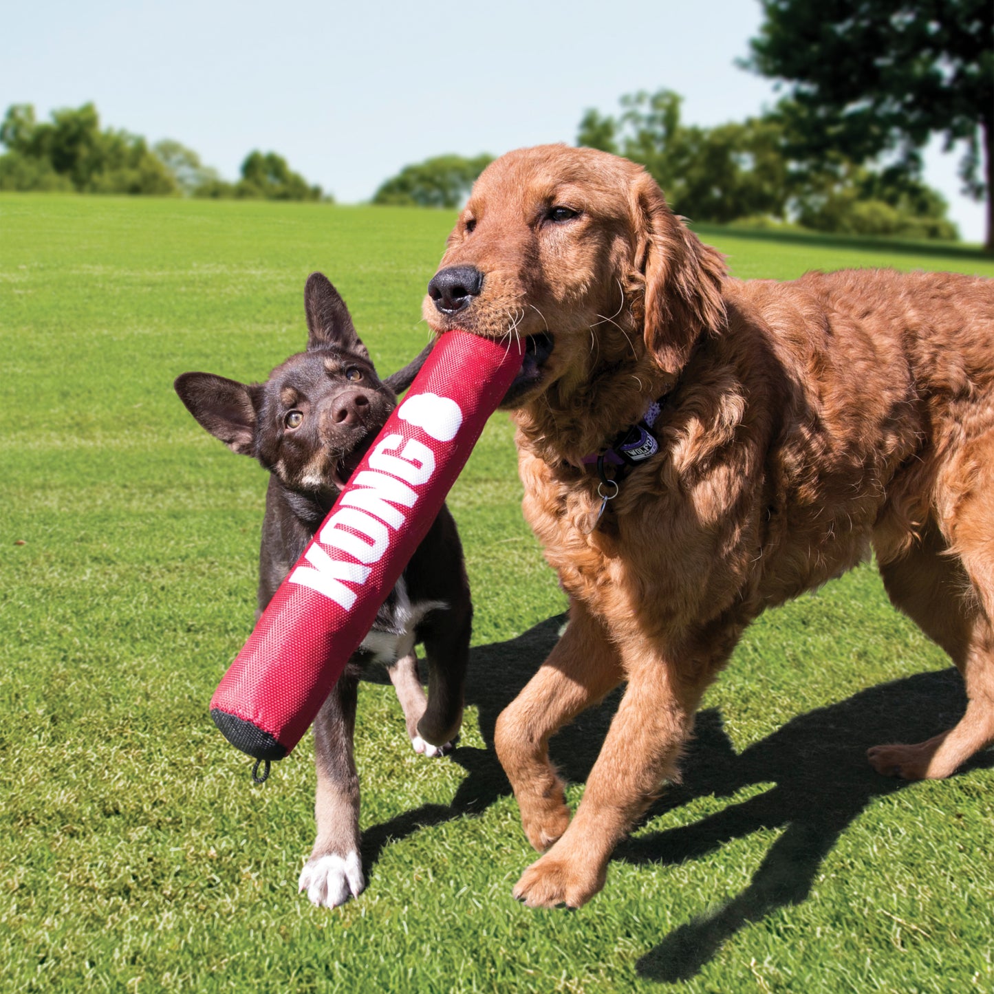 KONG Signature Dog Toy Range