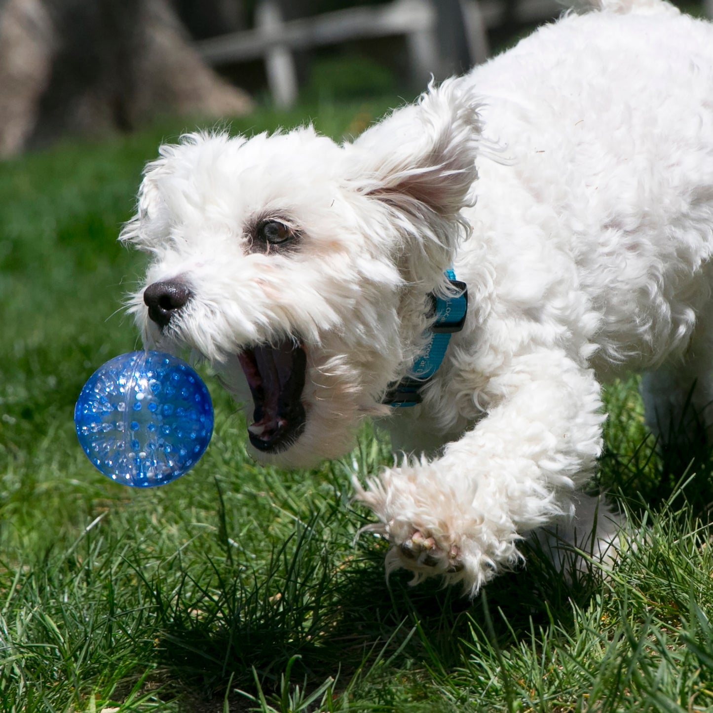 KONG Squeezz Action Balls & KONG Squeezz Geodz Balls