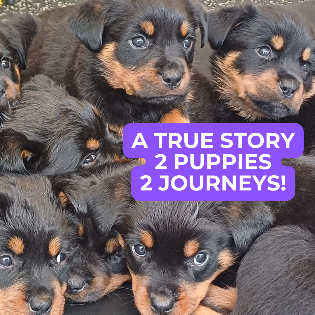 🐾 A Tale of Two Puppies – The Power of Nutrition 🐾