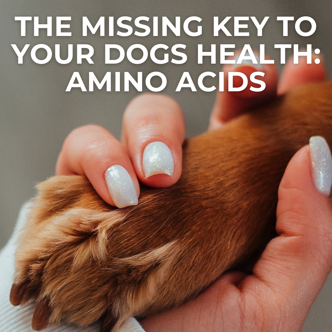 The Missing Key to Your Dog’s Health: Why Amino Acids Matter More Than You Think!