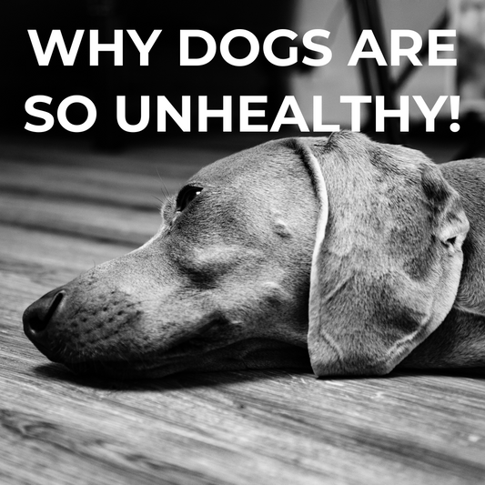 The Number One Reason So Many Dogs Are Unhealthy (And the Ones Who Get Upset About This Truth Are the Ones Who Fix It)