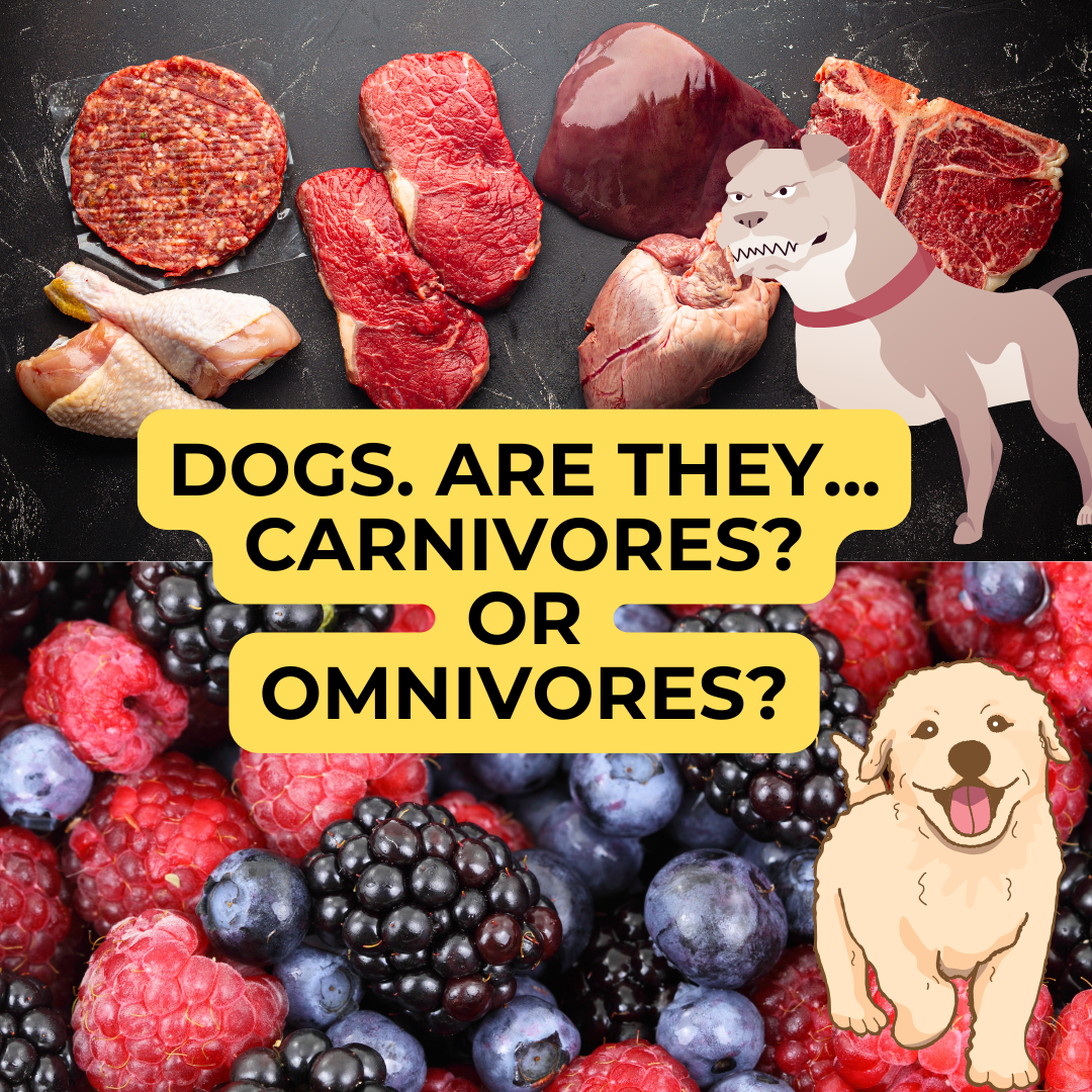 Are Dogs Carnivores or Omnivores? The Truth Might Surprise You! 🐶🍖🌱