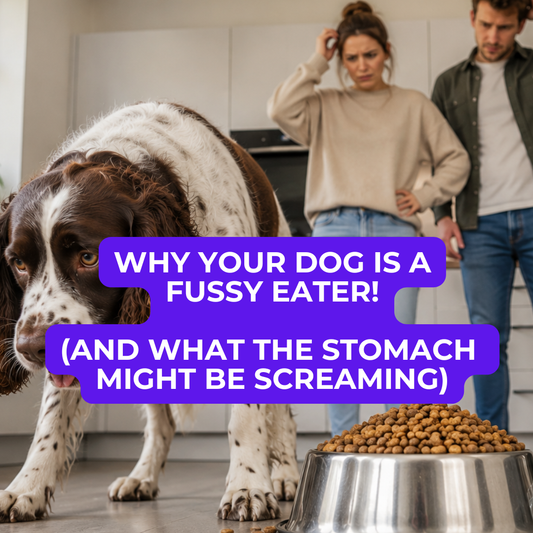🐶 Why Your Dog Is a Fussy Eater (And Why That Should Worry You)
