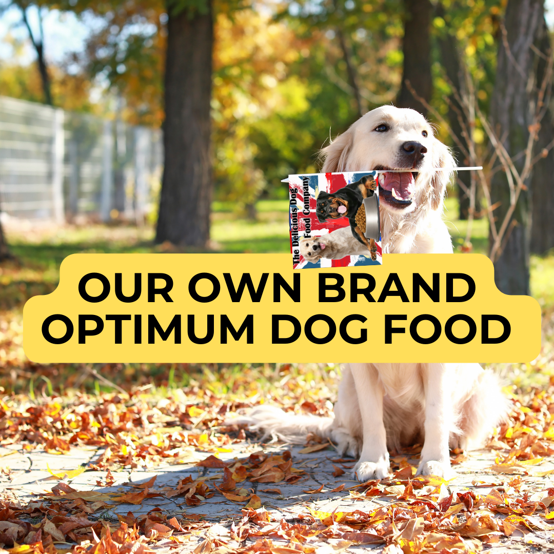 The Delicious Dog Food Company: Fueling Your Dog’s Health, the Right Way 🐾✨