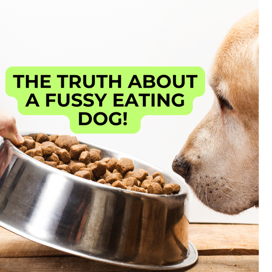 Why Do Some Dogs Refuse Their Food? 🤔