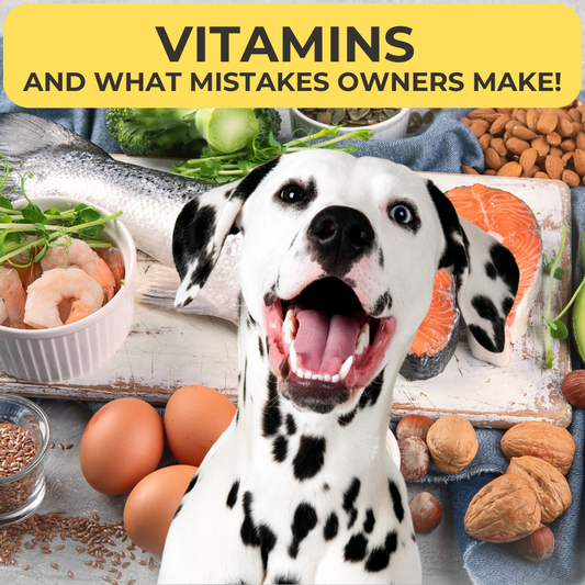 Vitamins for Dogs: The Tiny Heroes That Keep Your Dog Healthy 🐕