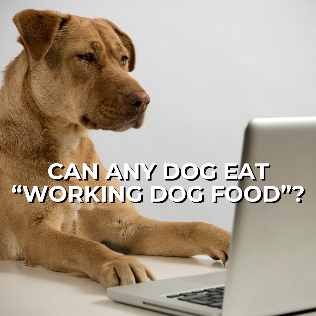 CAN YOU FEED WORKING DOG FOOD? 🐕