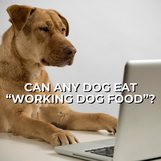 CAN YOU FEED WORKING DOG FOOD? 🐕