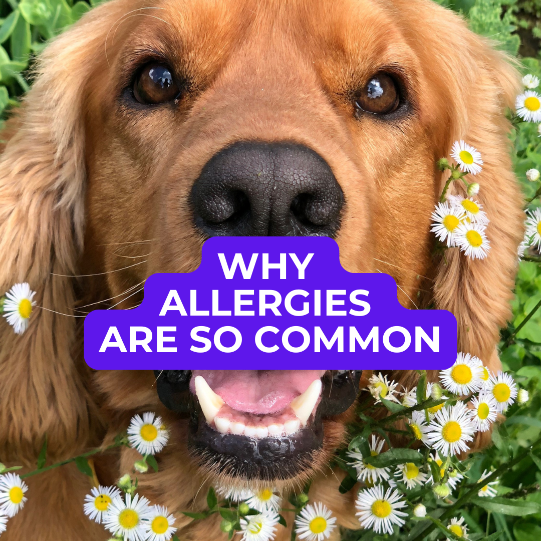 🐕 Dog Food Knowledge: No. 6, The Allergy Epidemic