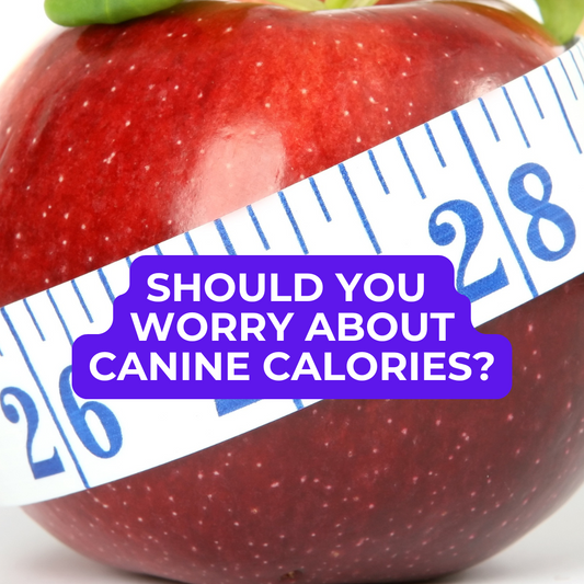 🐾 Dog Food Knowledge: No. 17, Should You Worry About Calories in Dog Food?