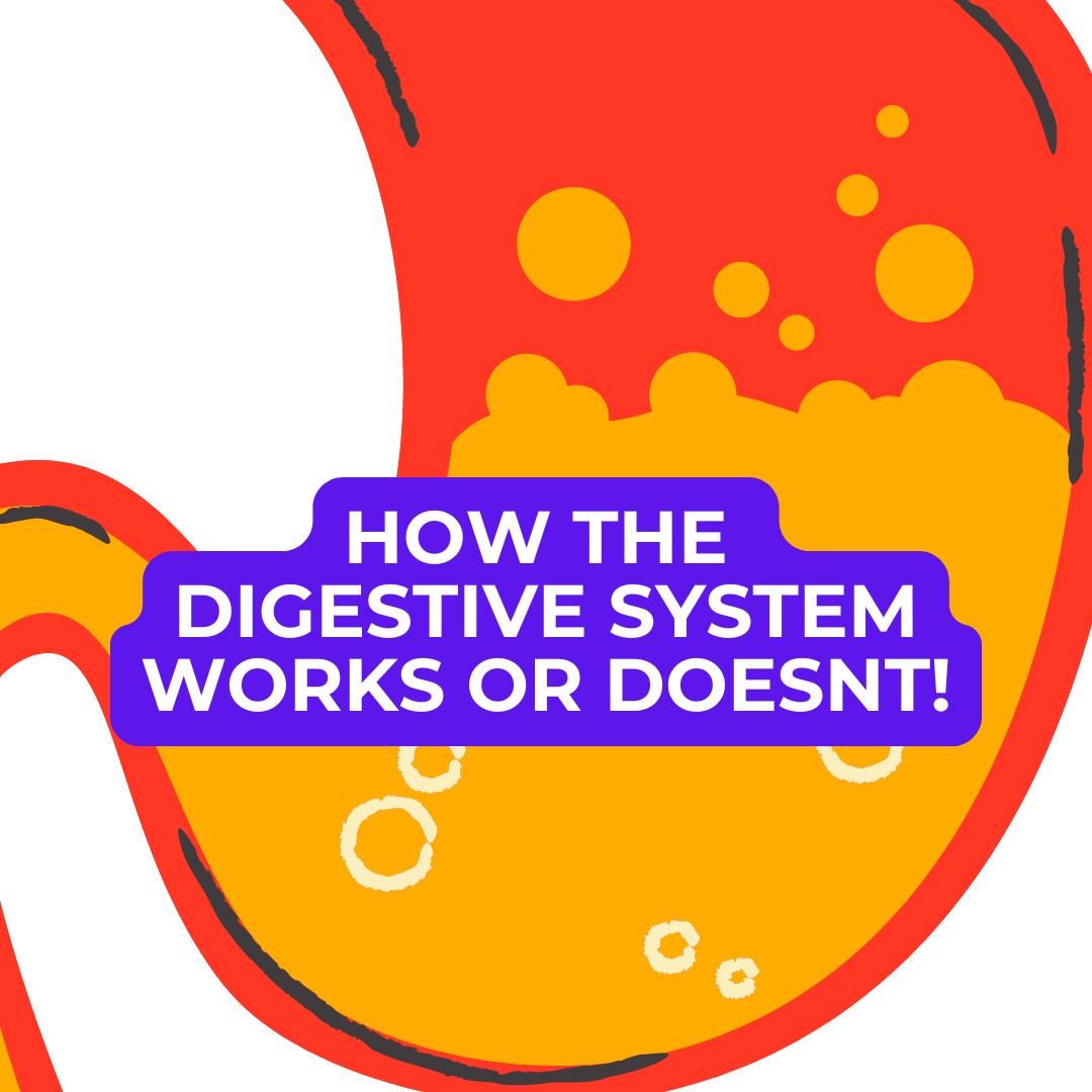 🦴 Dog Food Knowledge: No. 4, The Digestive Process