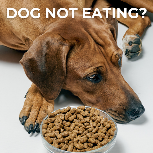 SO, YOUR DOG ISN’T EATING ITS FOOD