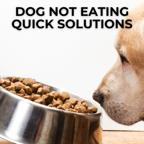 The Quick Solution When Your Dog Won’t Eat 🐶🍽️