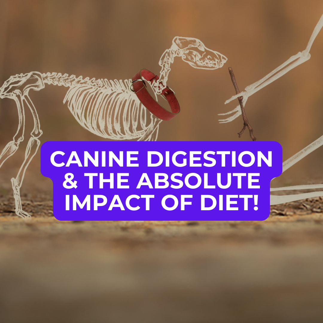🐾 Dog Food Knowledge: No. 7, Canine Digestion and the Impact of Diet