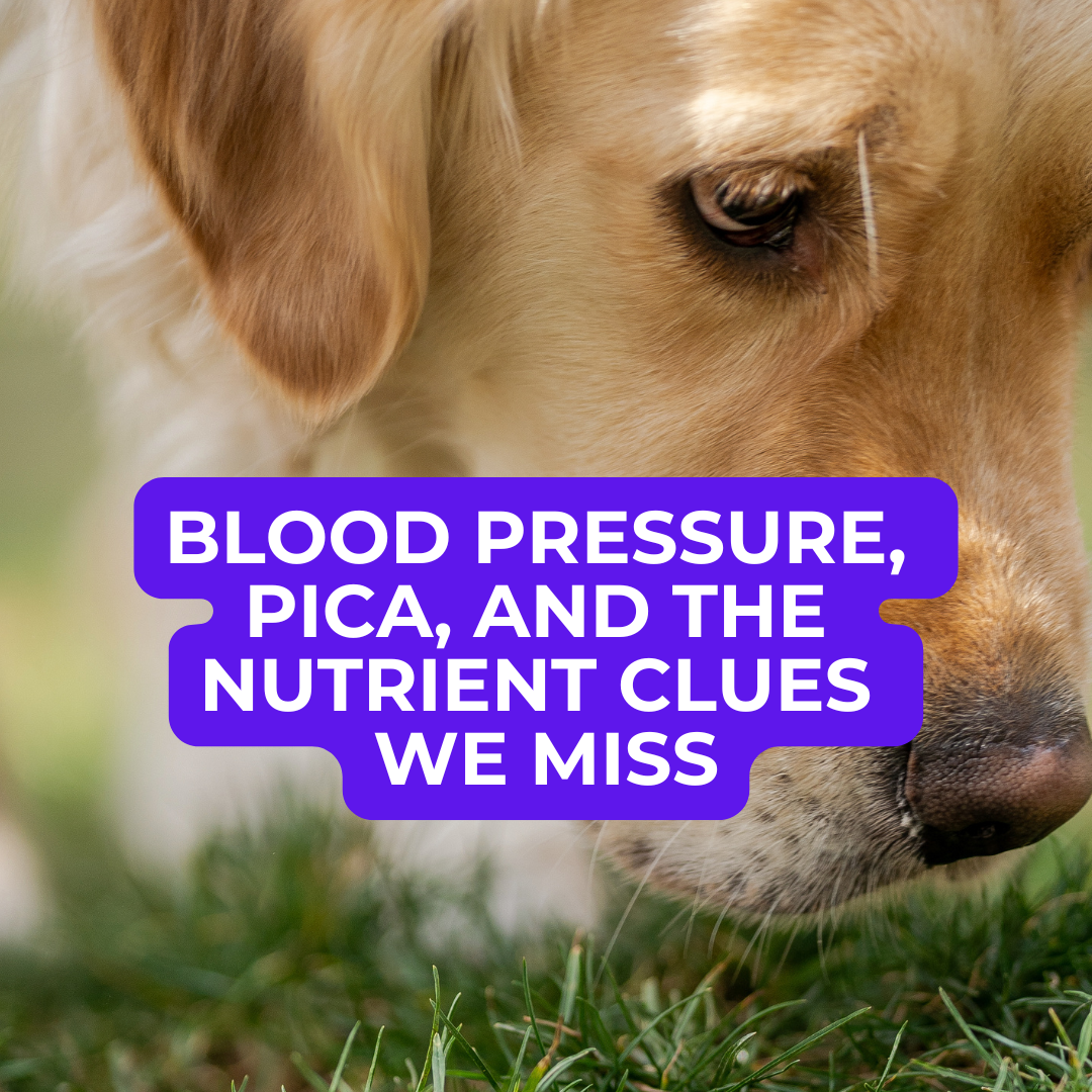 🐾 Dog Food Knowledge: No. 9, Blood Pressure, Pica, and the Nutrient Clues We Miss