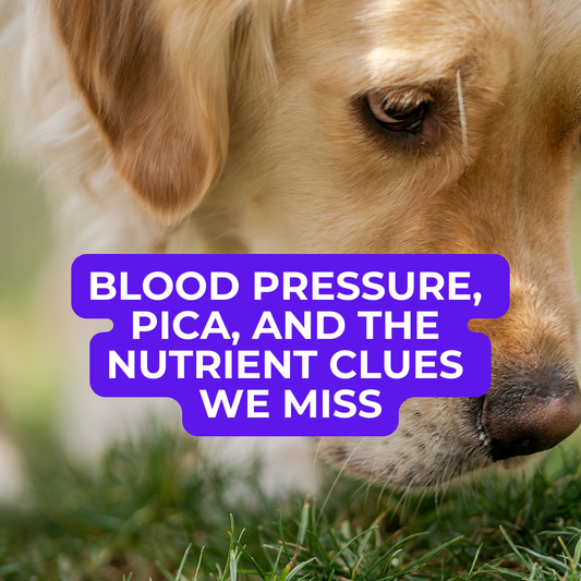 🐾 Dog Food Knowledge: No. 9, Blood Pressure, Pica, and the Nutrient Clues We Miss