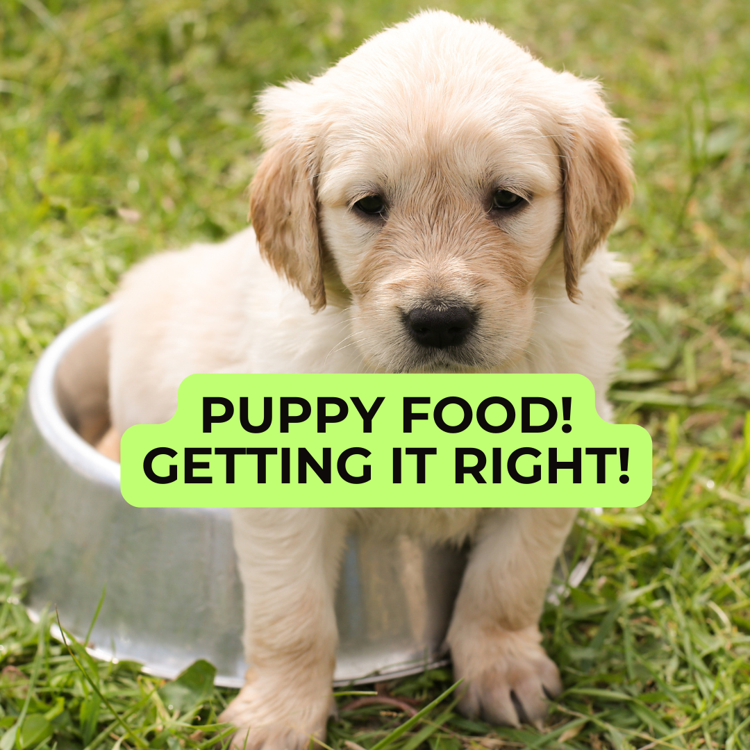 🐶 Do Puppies Need to Rotate Their Food Too?