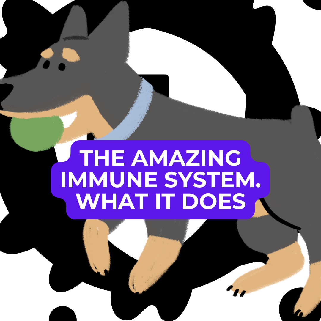 🦴 Dog Food Knowledge: No. 5, The Immune System