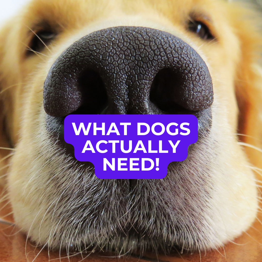 🐾 Dog Food Knowledge: No. 10, Protein, Carbs, and Fats: What the Dog Actually Needs