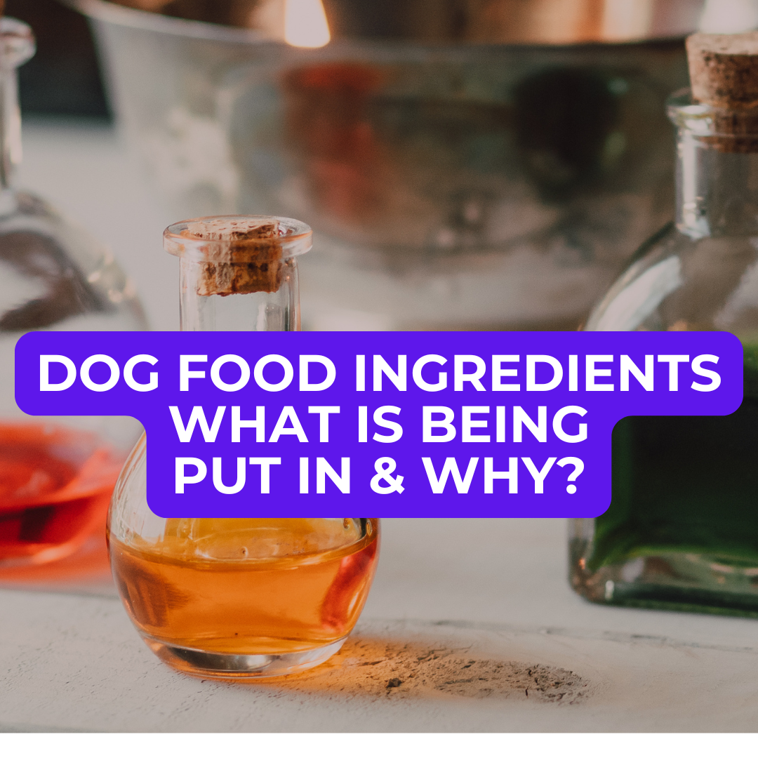 🥩 Dog Food Knowledge: No. 3, Dog Food Ingredients