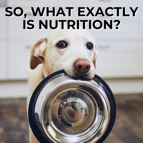 What is Nutrition? 🌟