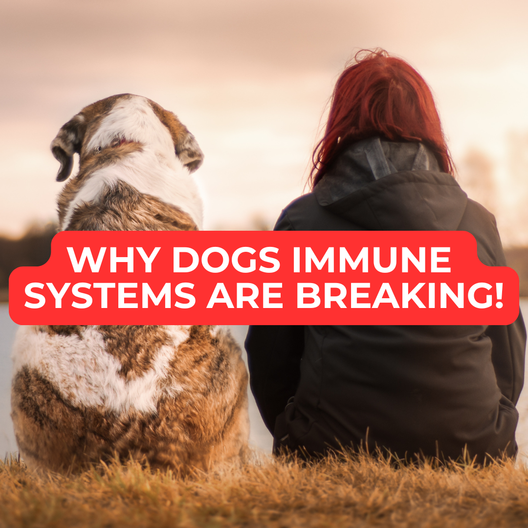 What Weakens a Dog’s Immune System?