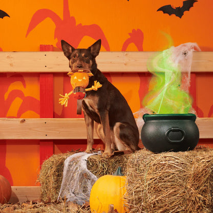 BARK Jack Crow Lantern & Oldest McDonald Dog Toys