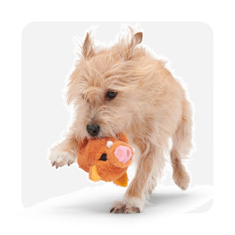 BARK Beau The Boar