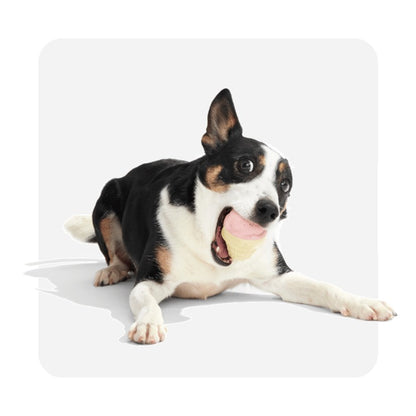 BARK I-Squeak Cone - Super Chewer Dog Toy
