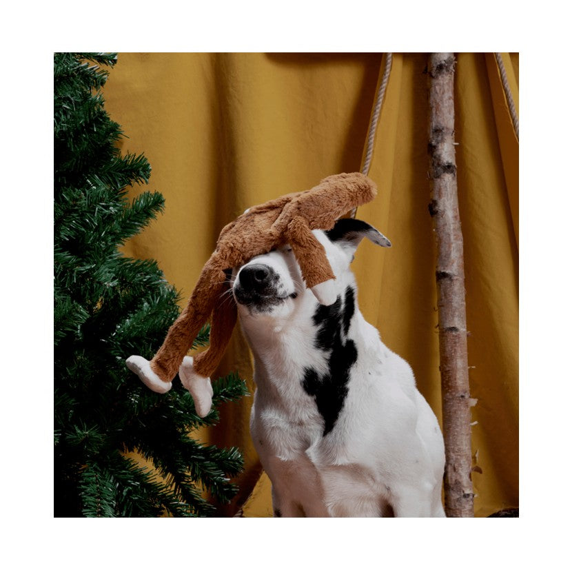 BARK Hairy Henderson