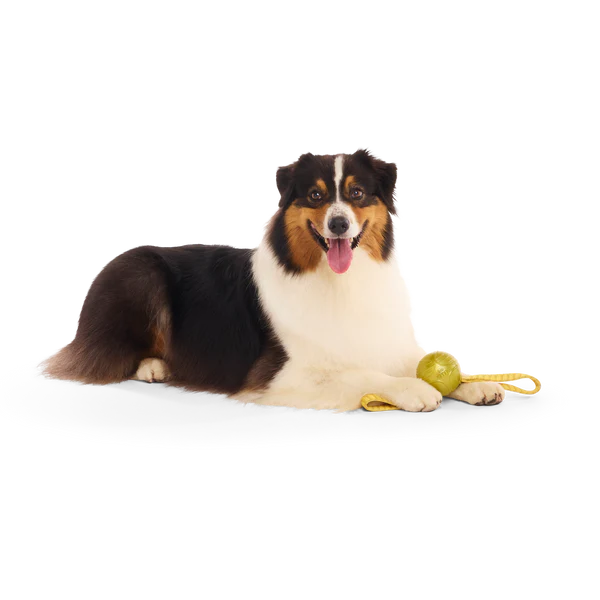 BARK Harry Potter Plush, 2 in 1 & Super Chewer Dog Toys - 12 Designs