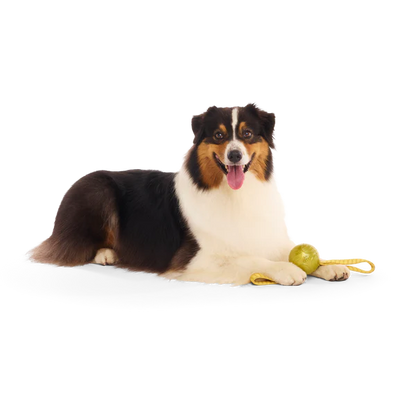 BARK Harry Potter Plush, 2 in 1 & Super Chewer Dog Toys - 12 Designs