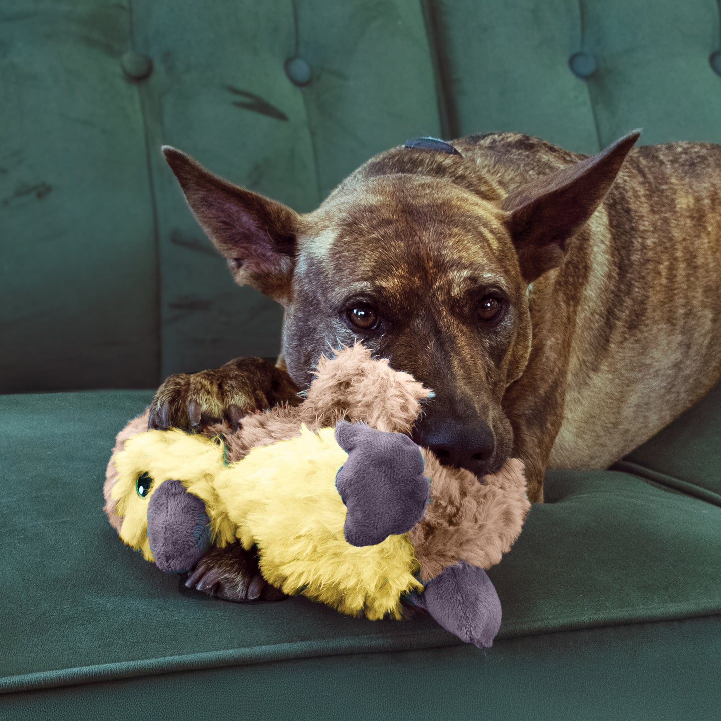 KONG Comfort Kiddos & Comfort Tykes Dog Toys with Removable Squeaker