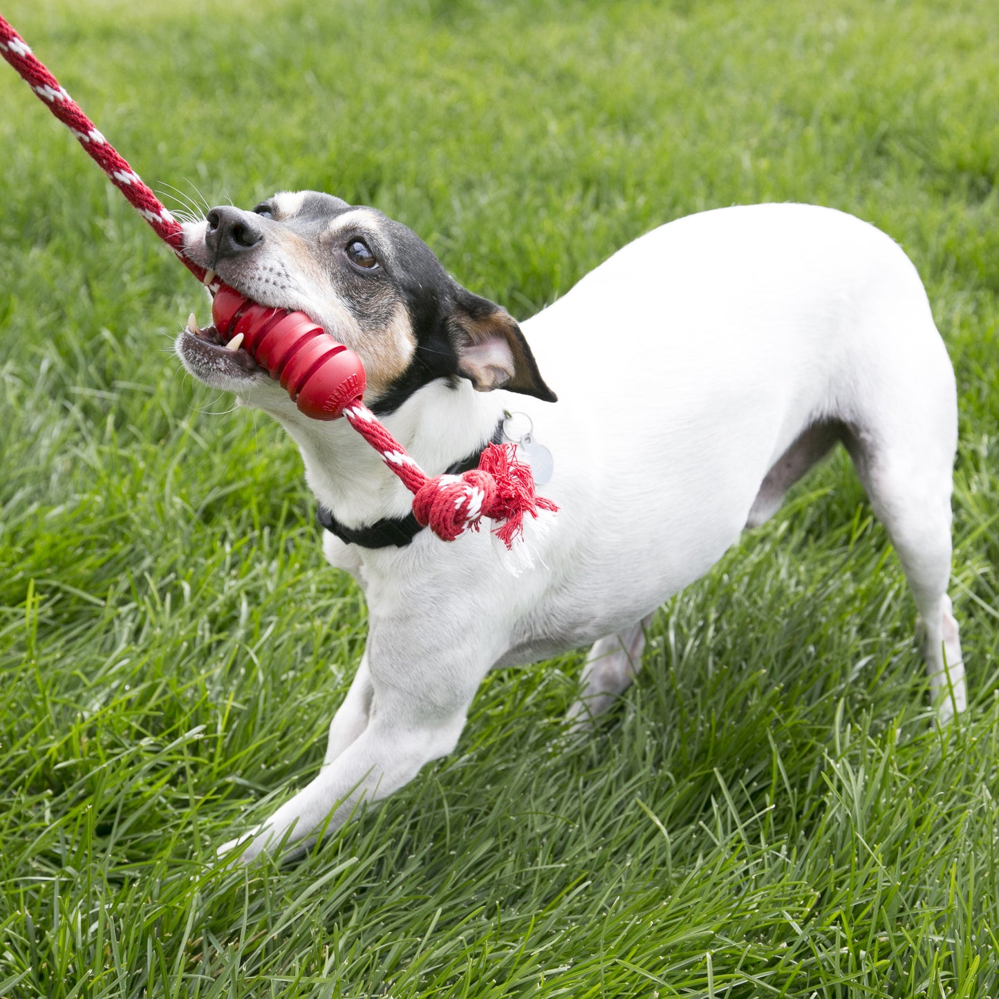 KONG Squeezz Dental Stick & KONG Dental with Rope Toys