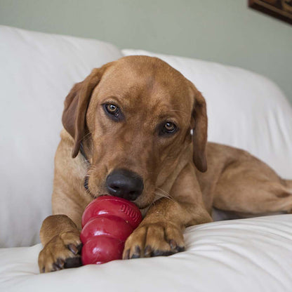 KONG Easy Treat - 4 Flavours