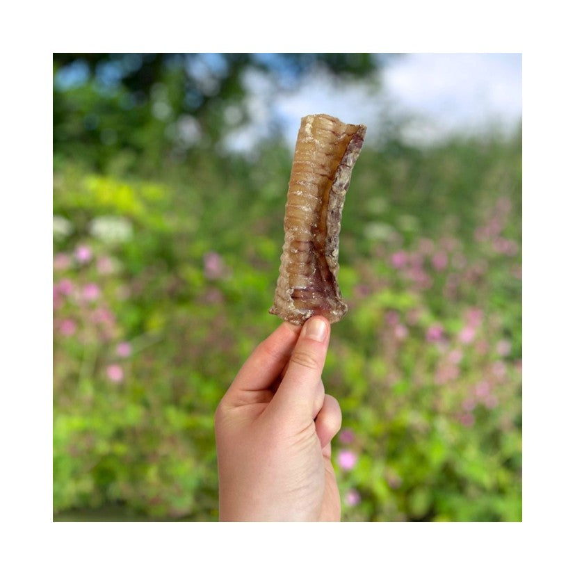 Beef Trachea (Natural Dog Treats)