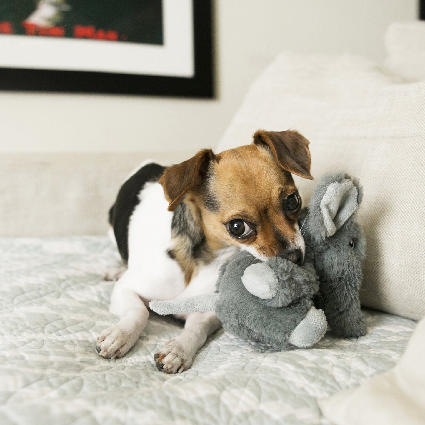 KONG Comfort Kiddos Pig, Lion, Elephant, Bear Plush Dog Toys with Removable Squeaker
